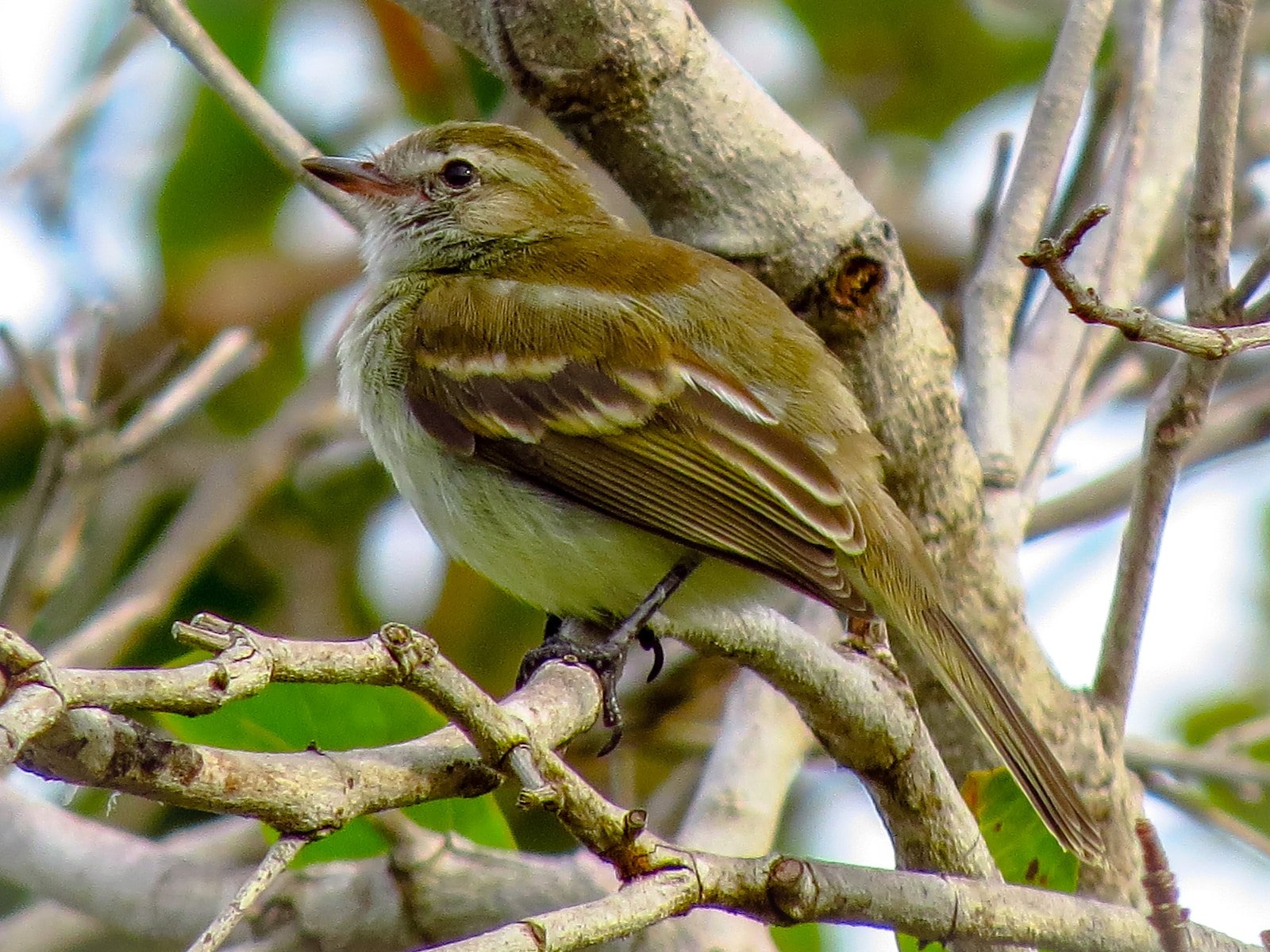 brown and white bird on tree branch